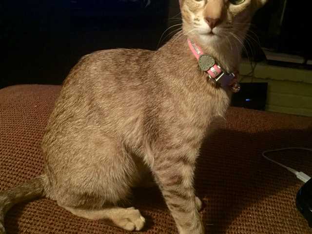 Photo of Dahlia
