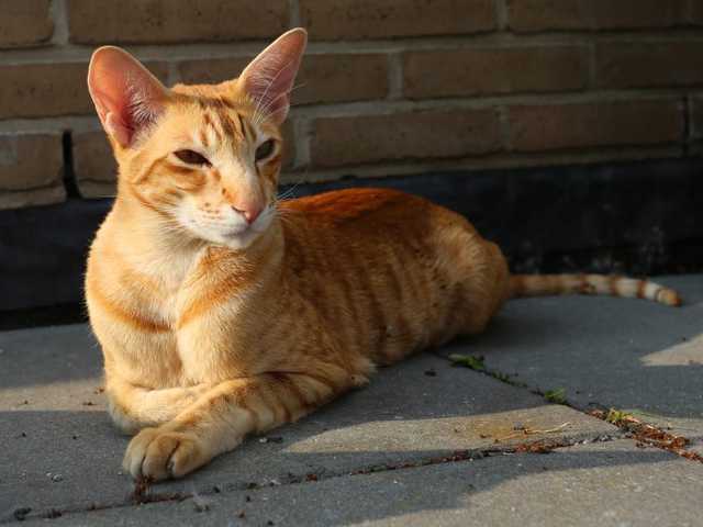 Photo of Opal