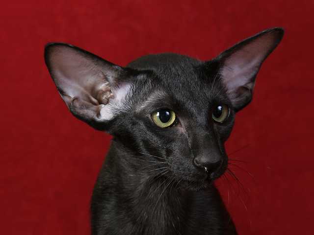 Photo of Poppy