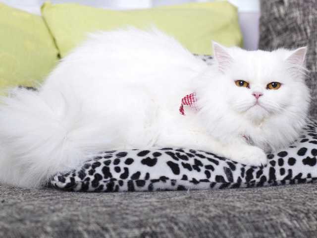Photo of Gorgeous Persian kitten, must see