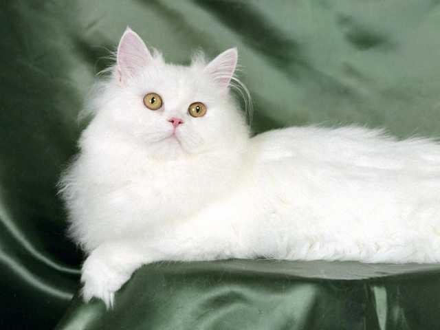 Photo of 8-month-old kitten for sale, great with kids