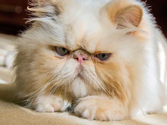Main photo of Smokey