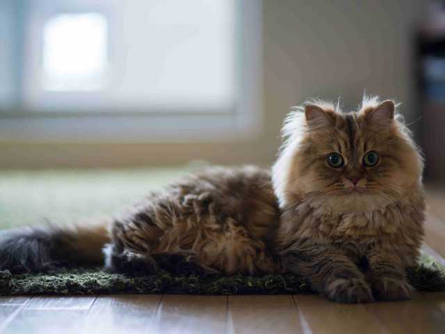 Photo of Peanut
