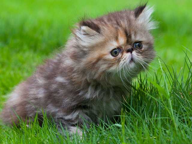 Photo of Peanut