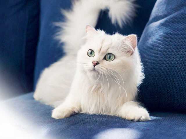 Photo of Beautiful 5-month-old kitten for sale