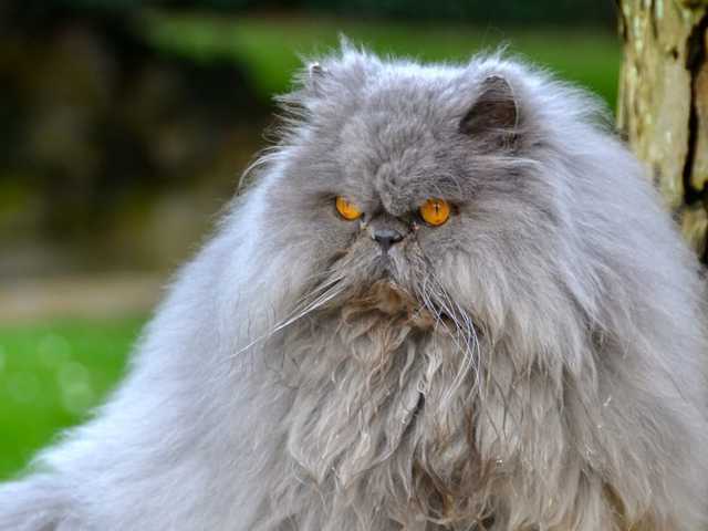 Photo of Saffron