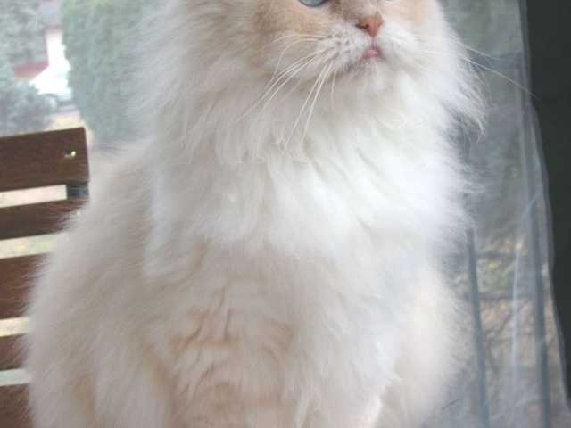 Photo of Beautiful 5 month old kitten for sale