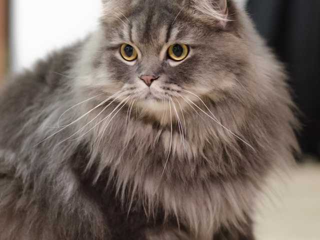 Photo of Cuddly 8-year-old cat looking for their forever home