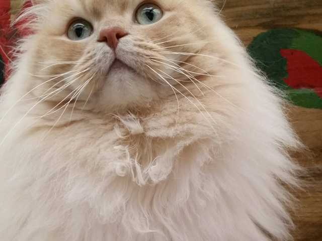 Photo of Playful 9-year-old cat needs a family