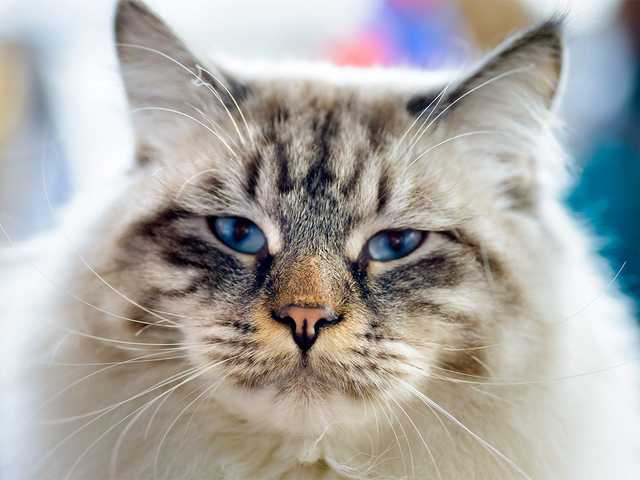 Photo of Adorable Ragamuffin kitten looking for a home