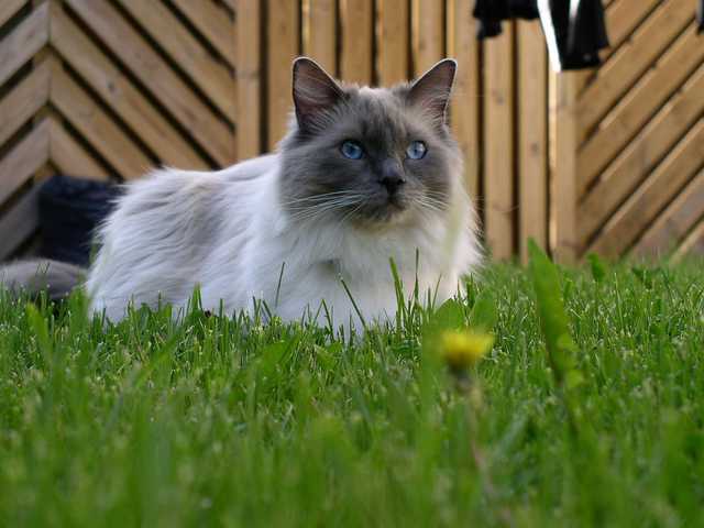 Photo of Adorable Ragdoll kitten looking for a home