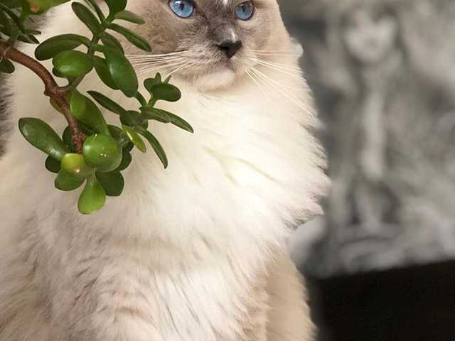 Photo of Ragdoll kitten ready for a loving home