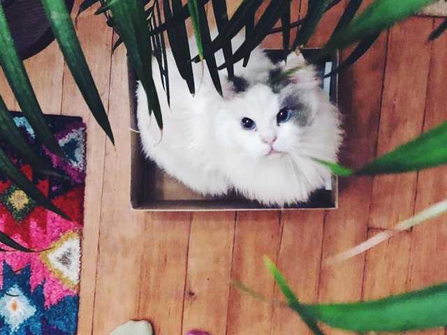 Main photo of Playful 8-month-old kitten needs a family