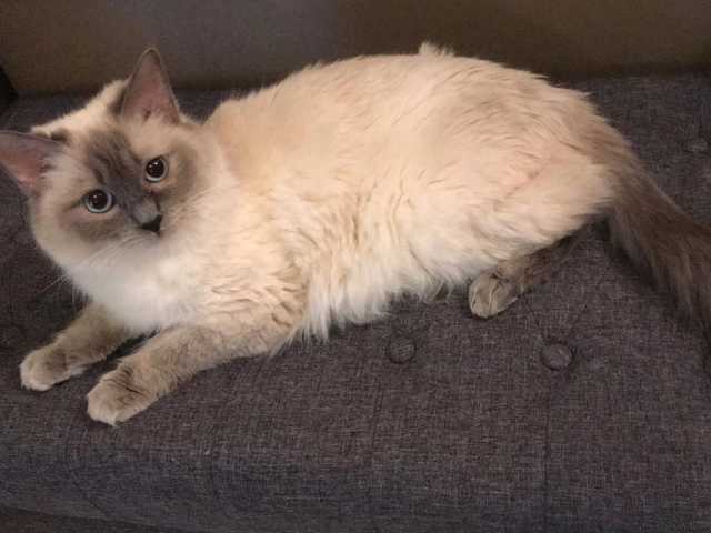 Photo of Playful 6-year-old cat needs a family
