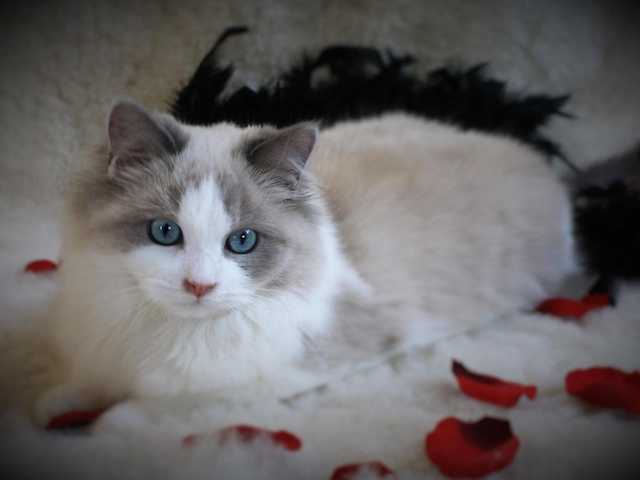 Photo of Adorable Ragdoll kitten looking for a home