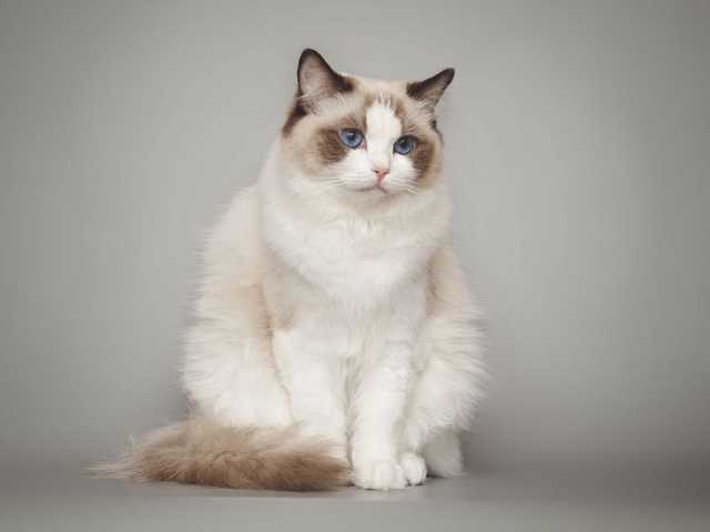 Photo of Ivy