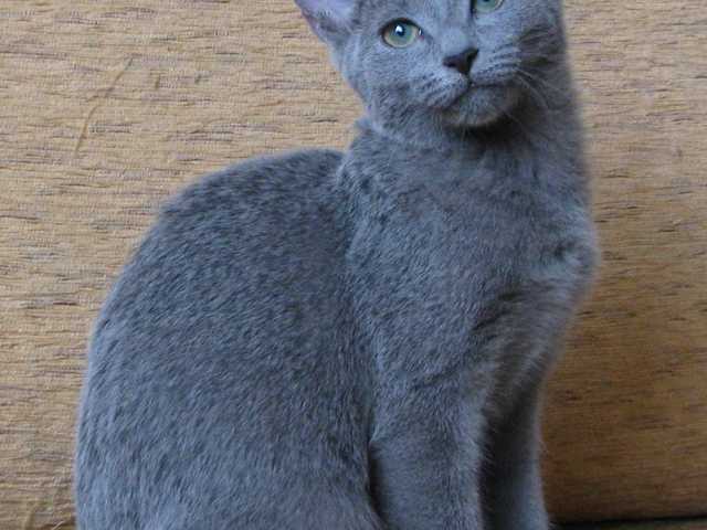 Photo of Cuddly 4-year-old cat looking for their forever home
