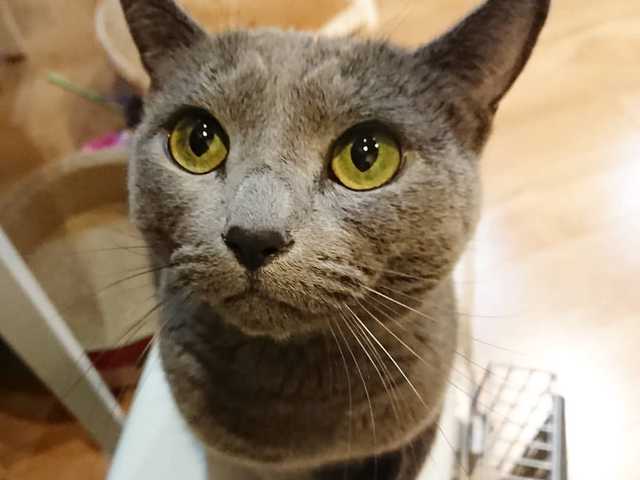 Photo of Russian Blue kitten ready for a loving home