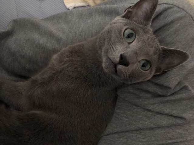 Photo of Coco