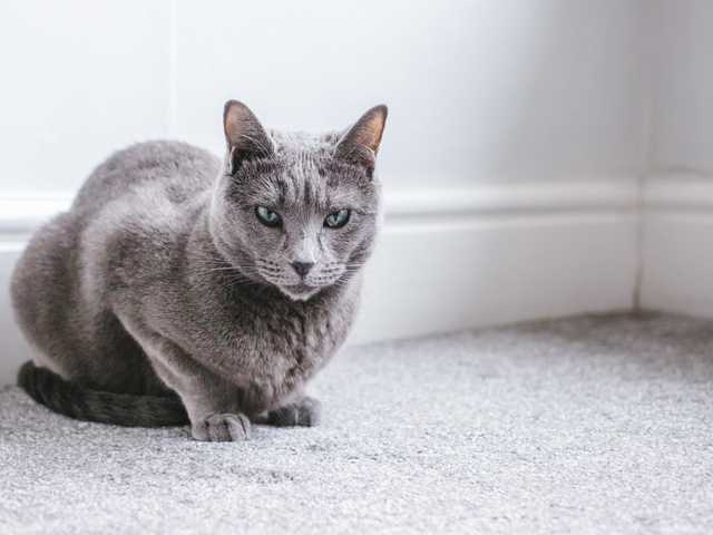 Photo of Wren