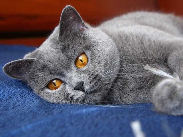 Photo of Cuddly 6-month-old kitten looking for their forever home