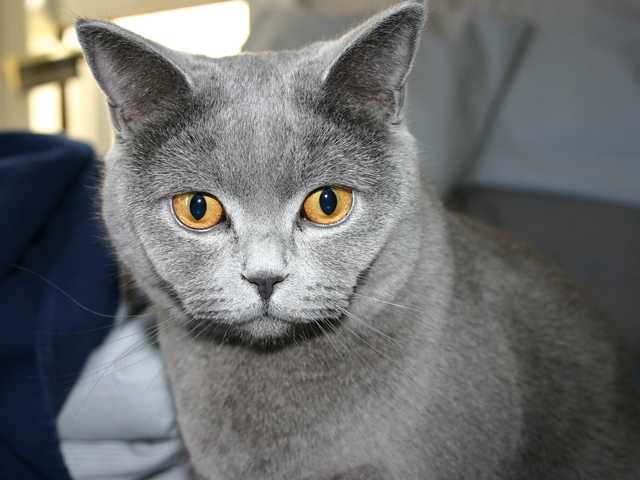 Photo of 7-month-old kitten for sale, great with kids