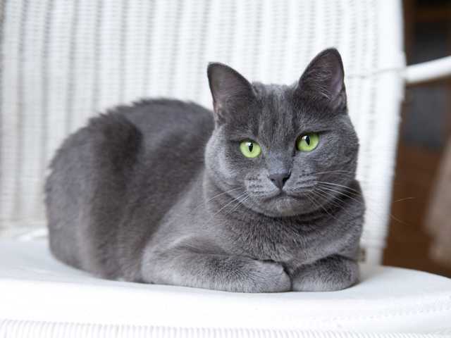 Photo of Jasper