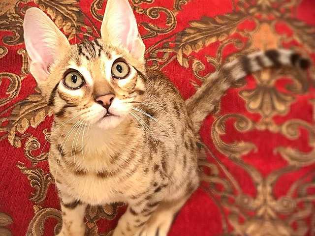 Main photo of Savannah kitten ready for a loving home