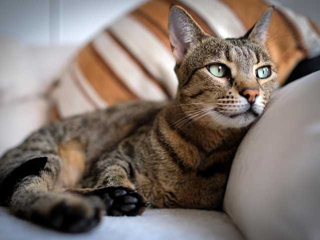 Photo of Gorgeous Savannah kitten, must see