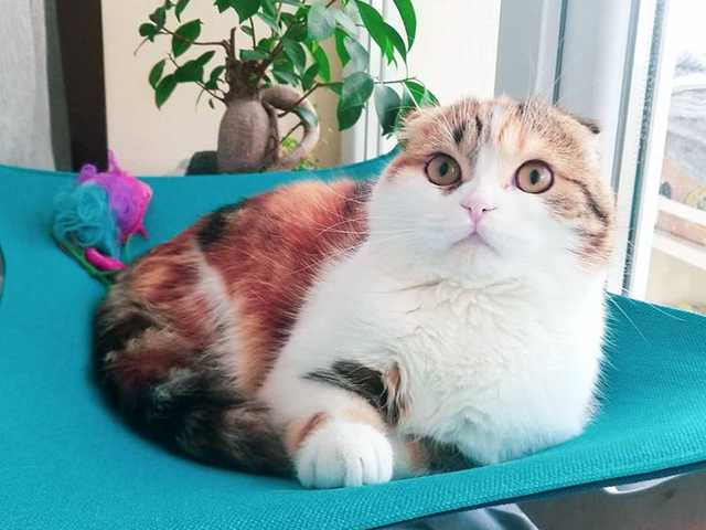 Photo of Adorable Scottish Fold kitten looking for a home
