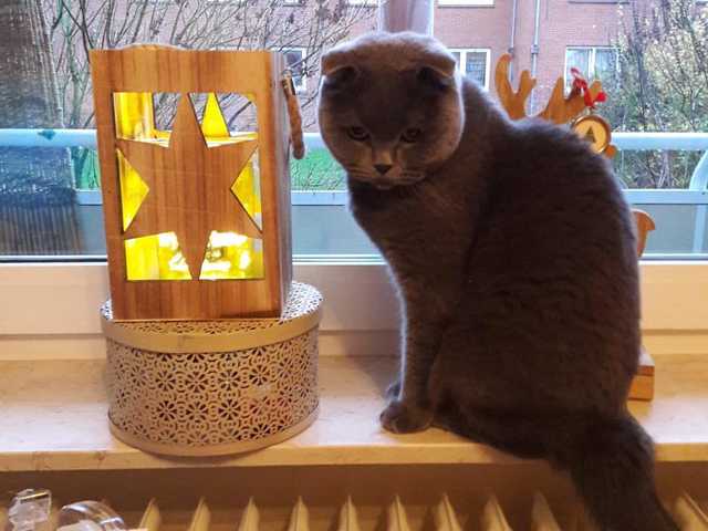 Photo of 7-month-old kitten for sale, great with kids