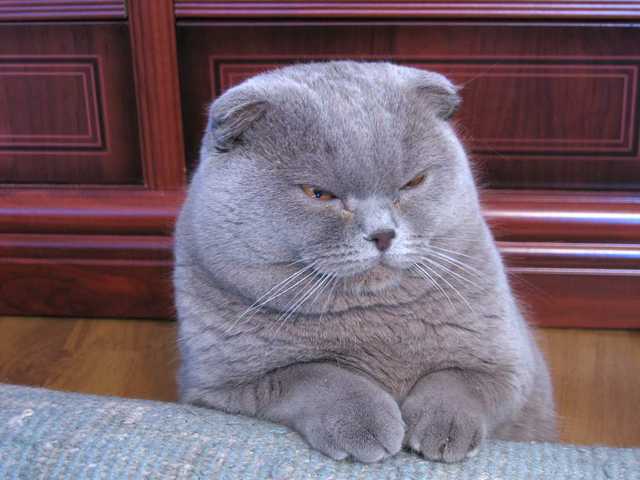 Photo of Gorgeous Scottish Fold cat, must see