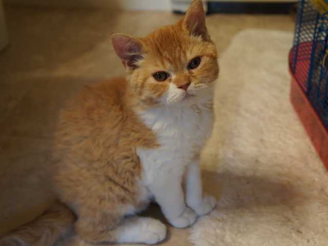 Main photo of Freya