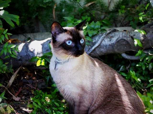 Photo of Pearl