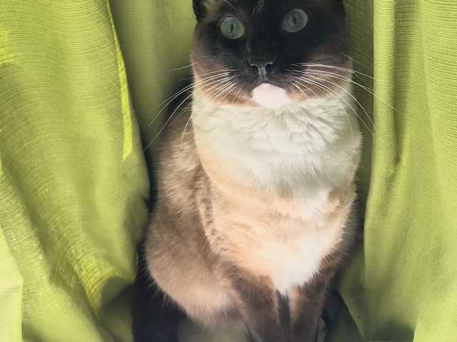 Photo of Pepper
