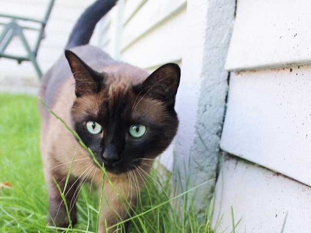 Photo of Otis
