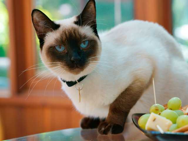 Photo of Louie