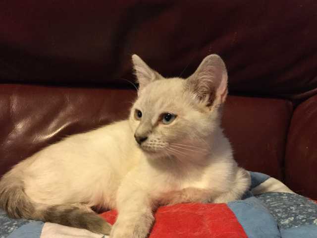 Photo of Gorgeous Siamese kitten, must see