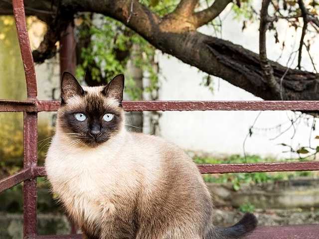Photo of Dahlia