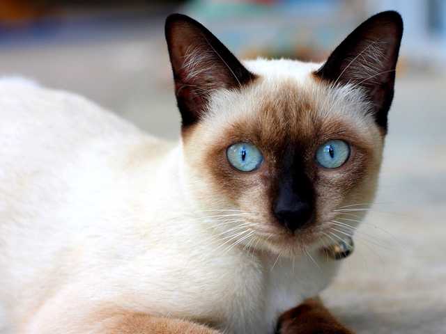 Photo of Freya