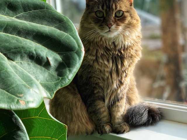 Photo of Playful 8-year-old cat needs a family