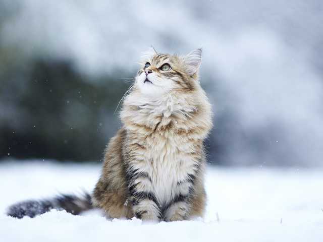 Photo of 12-week-old kitten for sale, great with kids