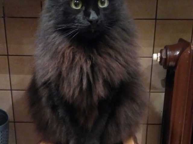 Photo of Affectionate Siberian cat for rehoming