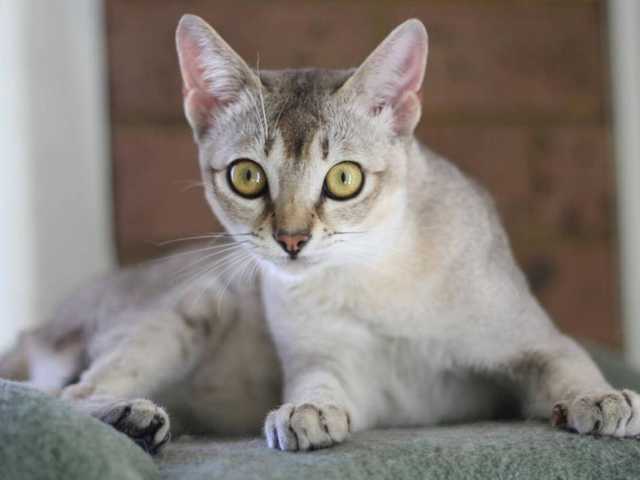 Main photo of Hazel