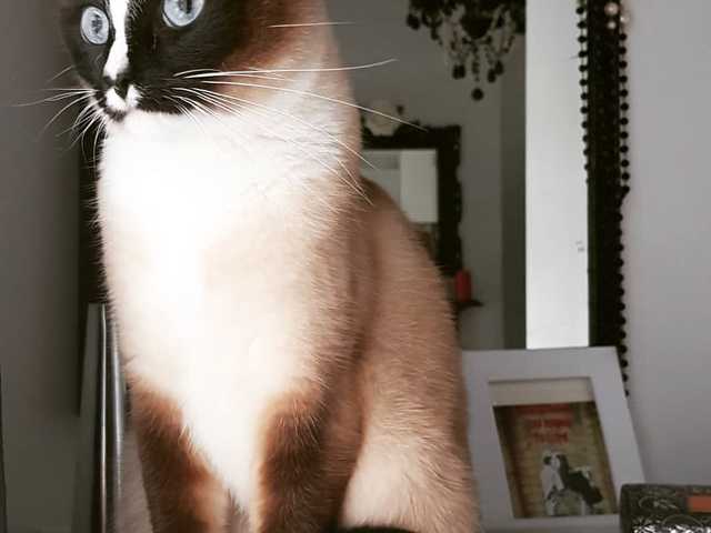 Main photo of Milo