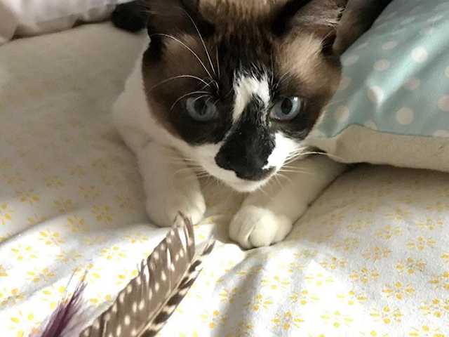 Photo of Basil