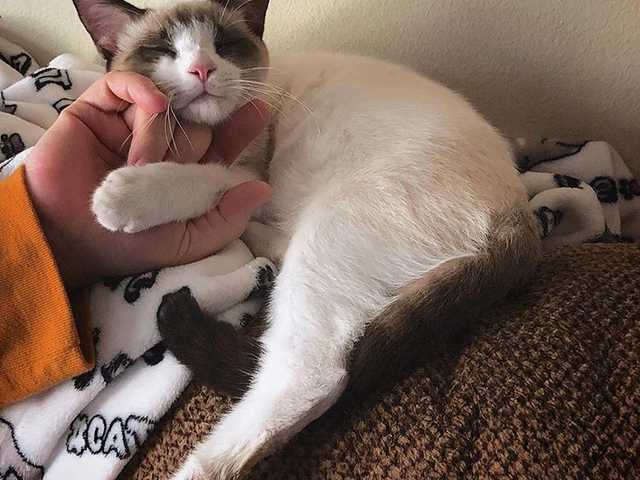 Photo of Playful 7 week old kitten needs a family