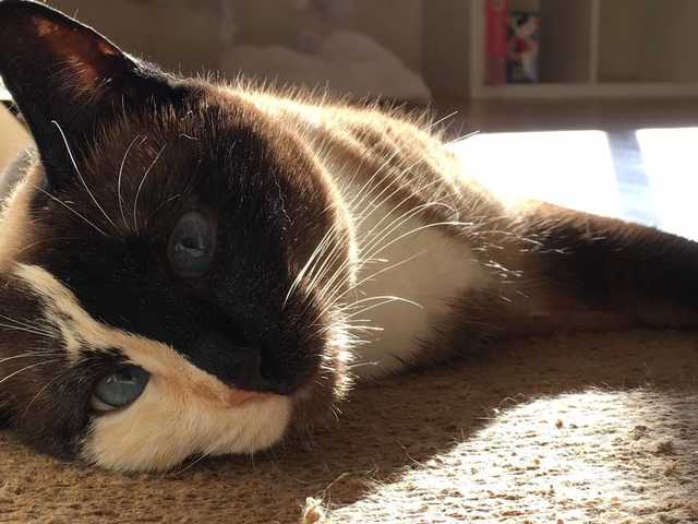 Photo of Snowshoe cat ready for a loving home