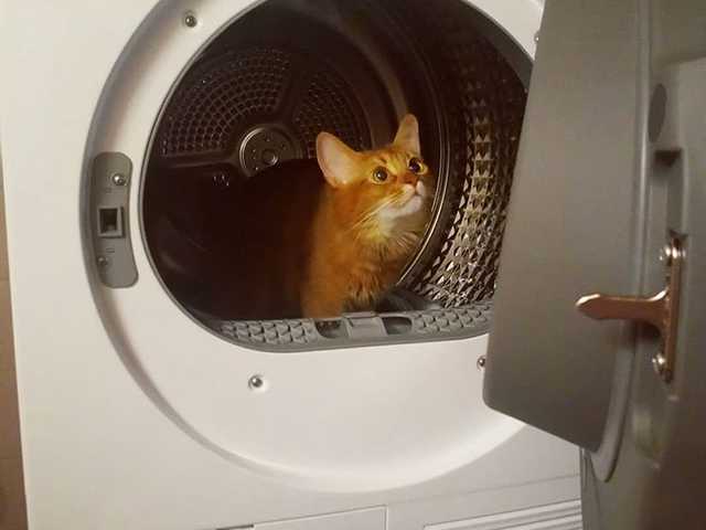 Photo of Loki