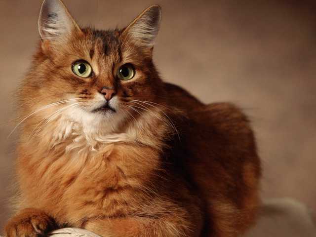 Photo of Gorgeous Somali cat, must see
